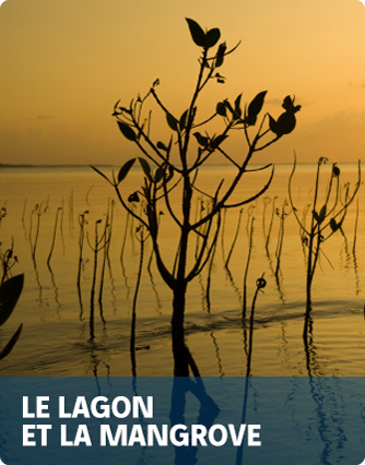 Le lagon et la mangrove