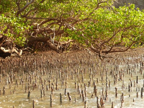 MANGROVE_MAYOTTE_SMAE